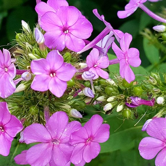 Meet your Posher, Linda - Picture 1 of 1